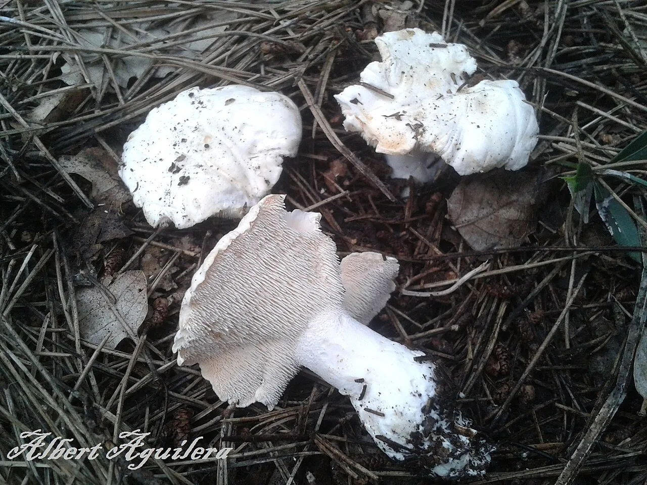 Hydnum pallidum