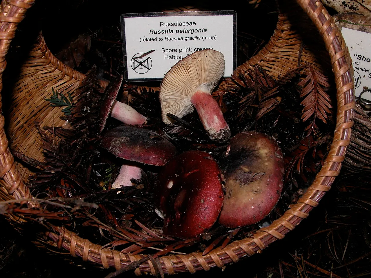 Russula pelargonia
