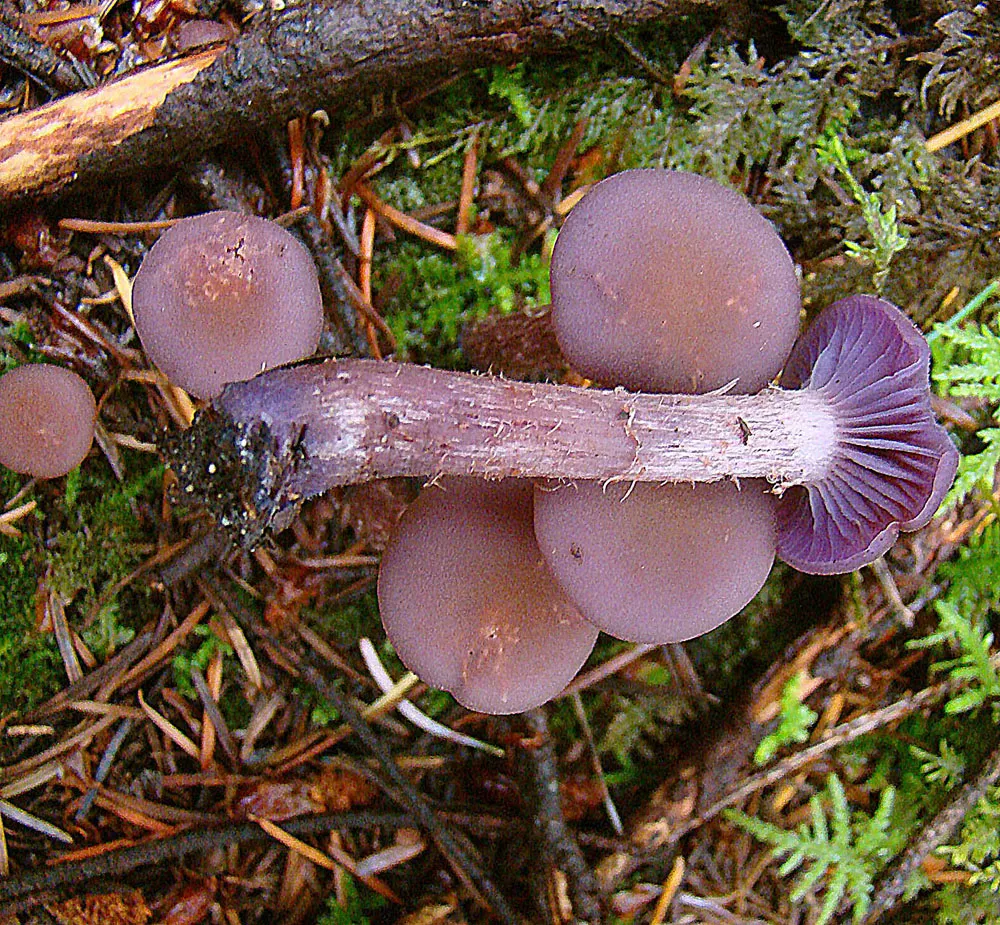 Laccaria amethysteo-occidentalis