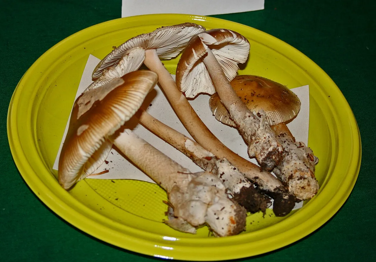 Amanita umbrinolutea