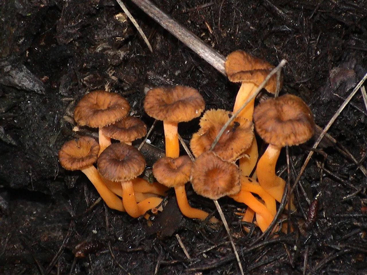 Craterellus lutescens