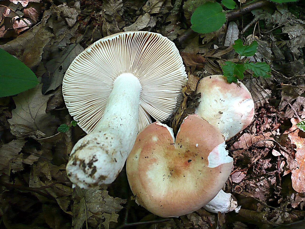 Gołąbek różowy