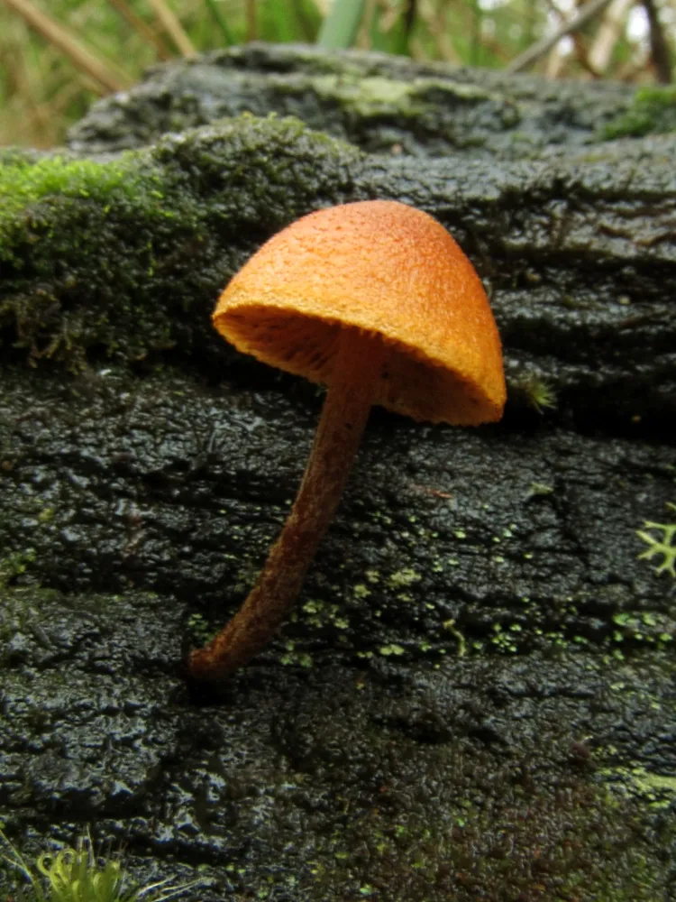 Gymnopilus ferruginosus