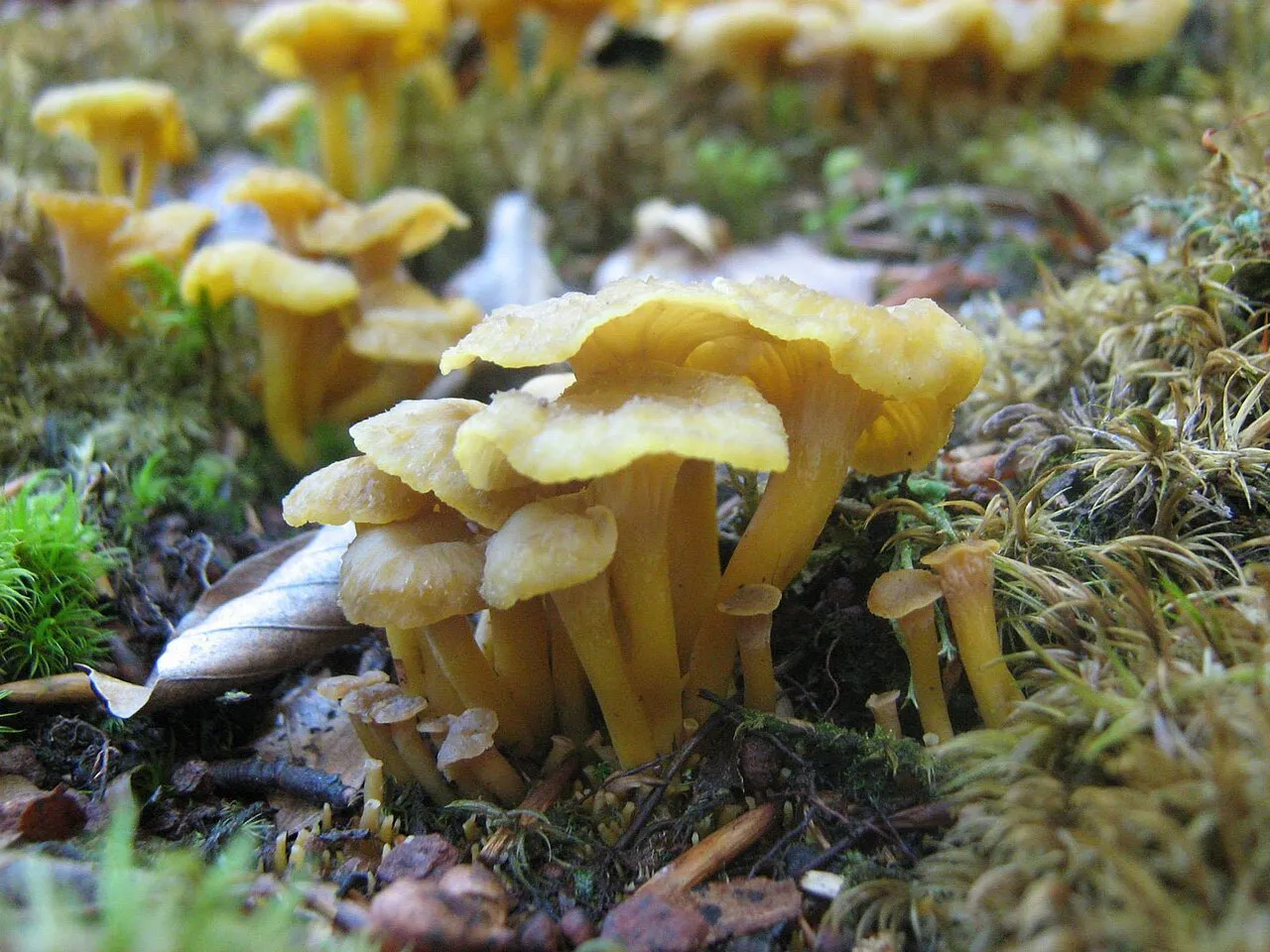Craterellus melanoxeros