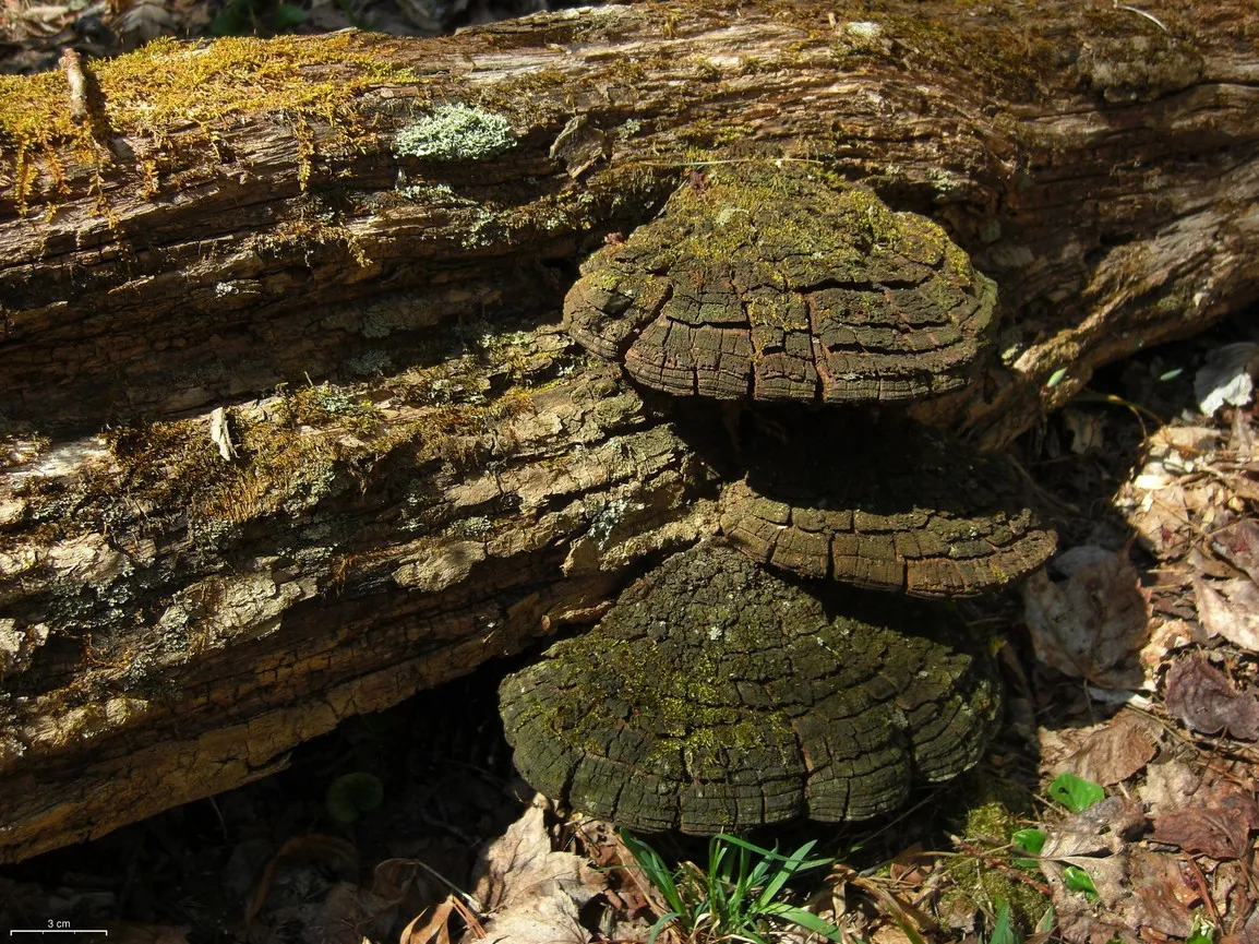 Phellinus rimosus