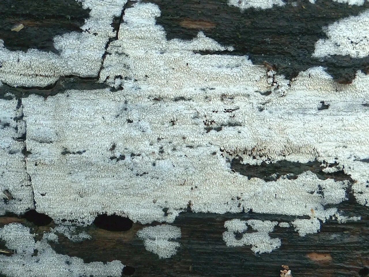 szorstkozarodniczka mączysta