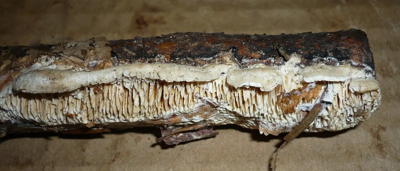Antrodia albida