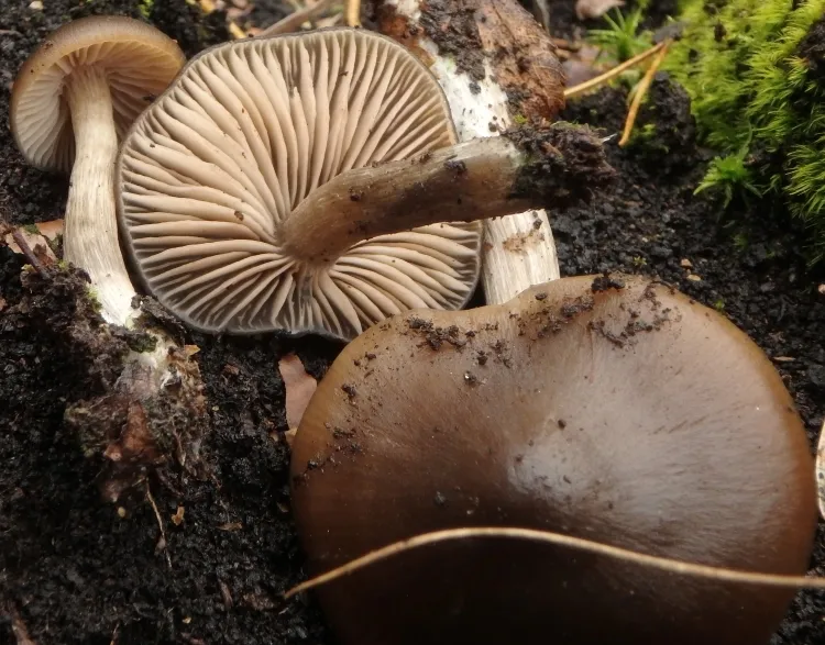 Entoloma sphagneti