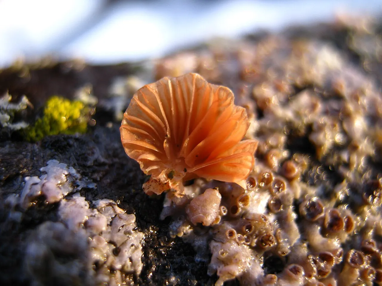 Panellus ringens