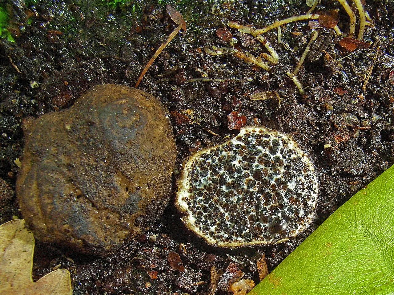 Melanogaster ambiguus