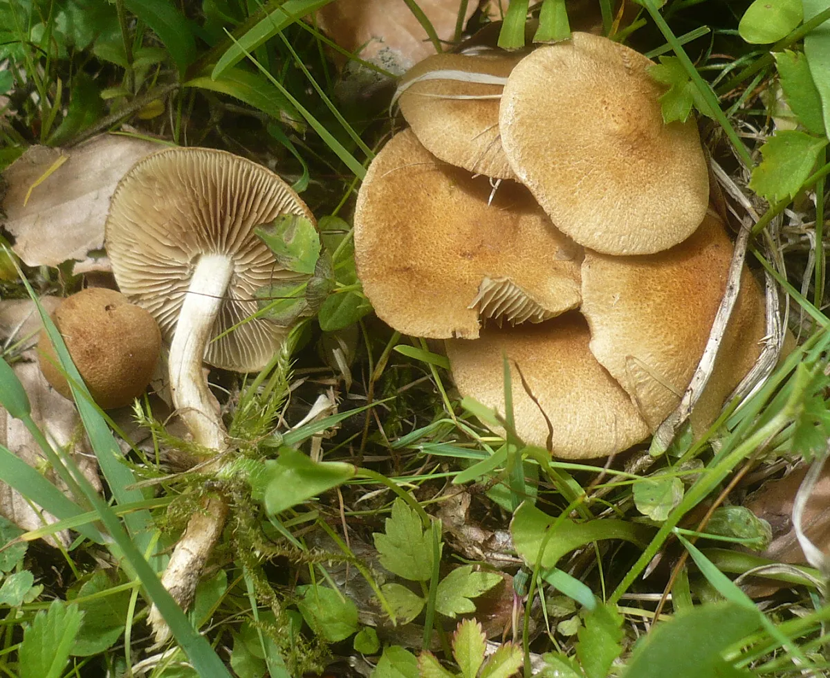 Strzępiak słodkogorzki