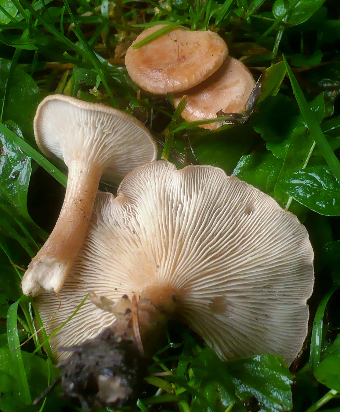 lejkówka karbowana