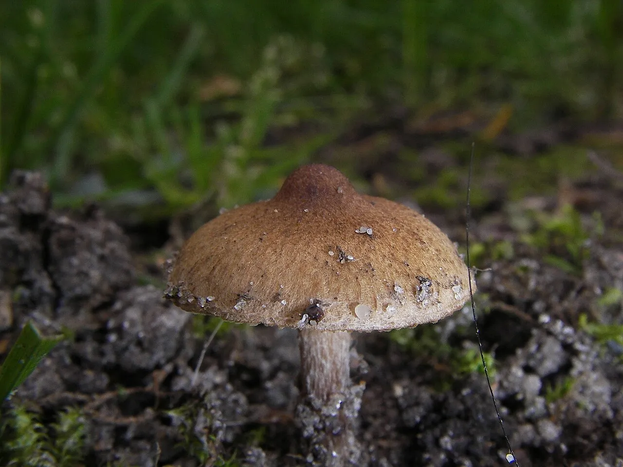 Strzępiak wełenkowy