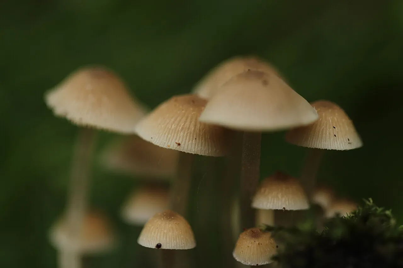 Kruchaweczka najmniejsza