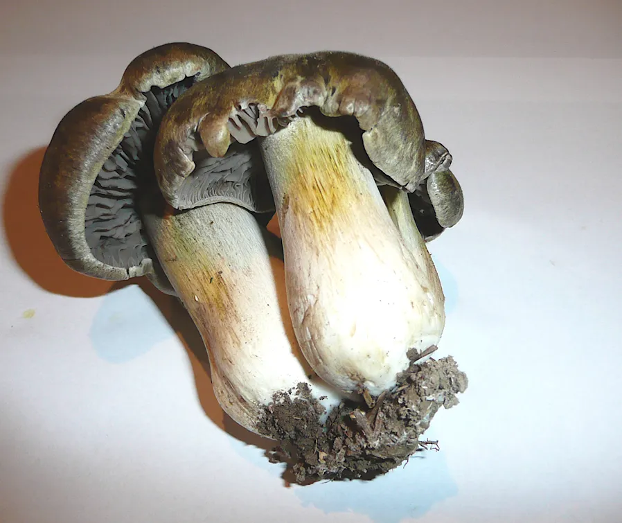 Tricholoma luridum