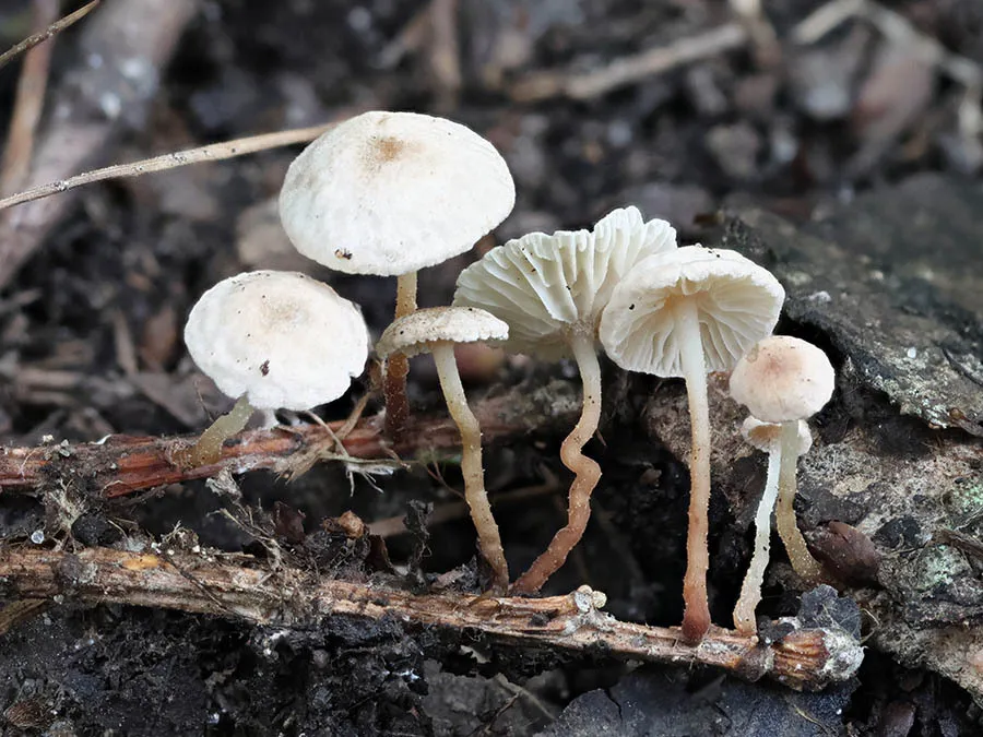 Collybiopsis vaillantii
