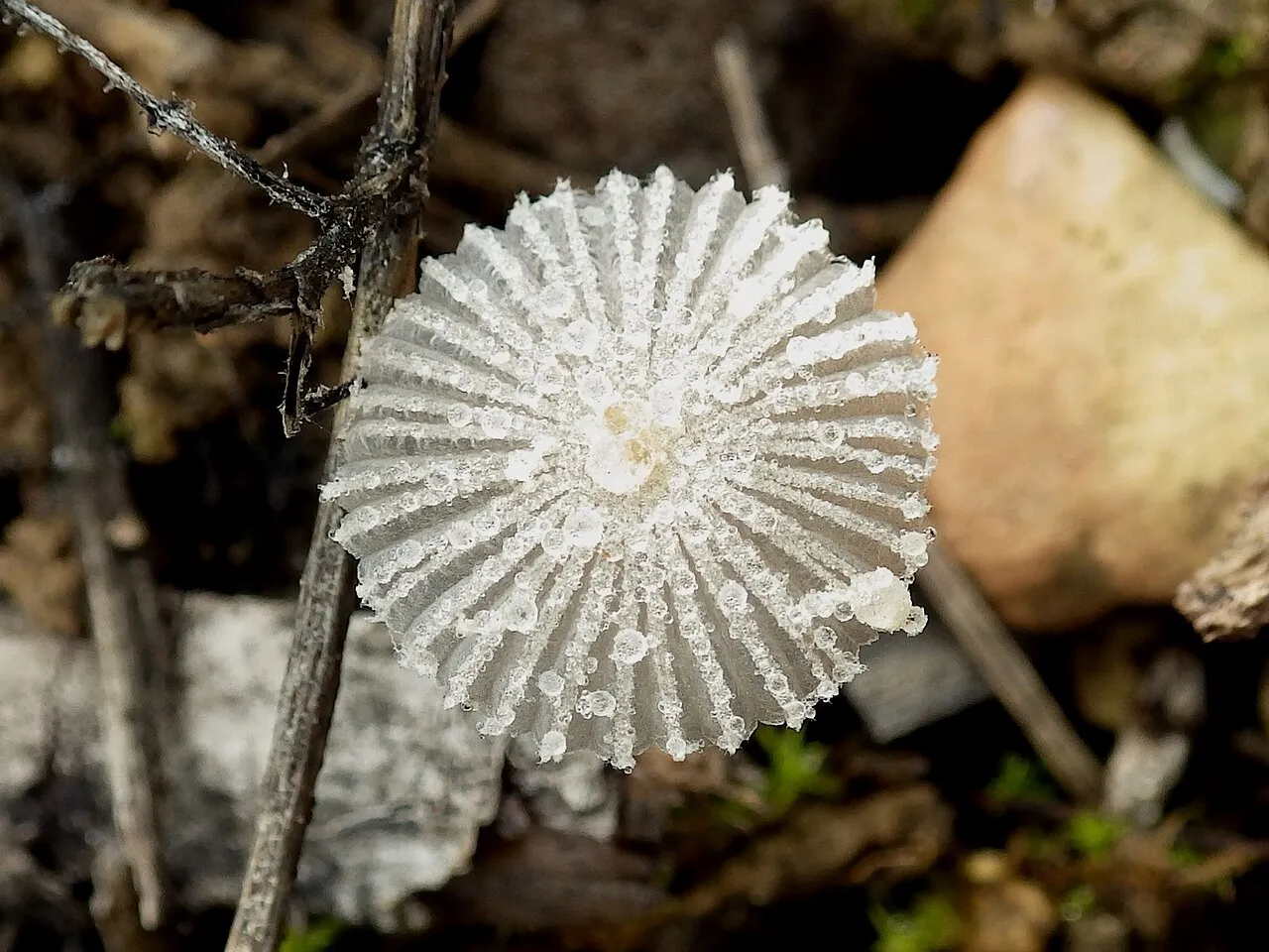 Coprinopsis candidata