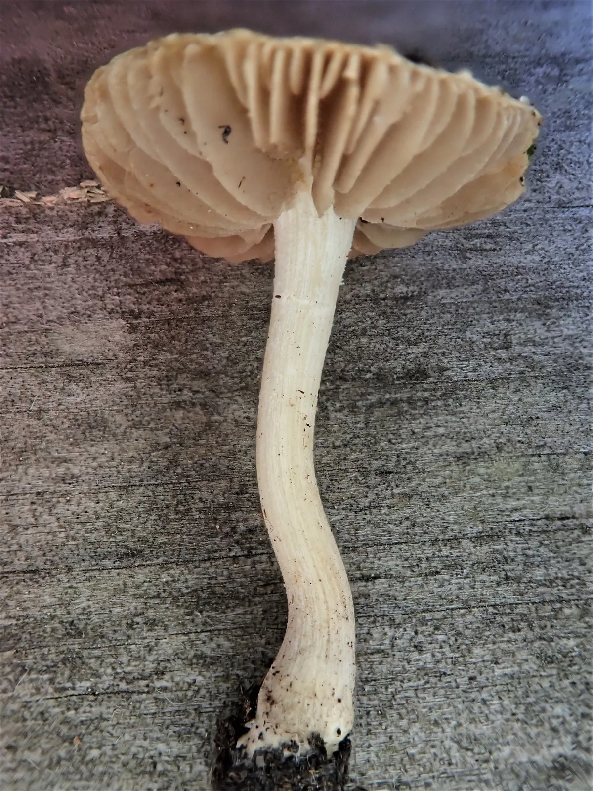 Inocybe paludinella