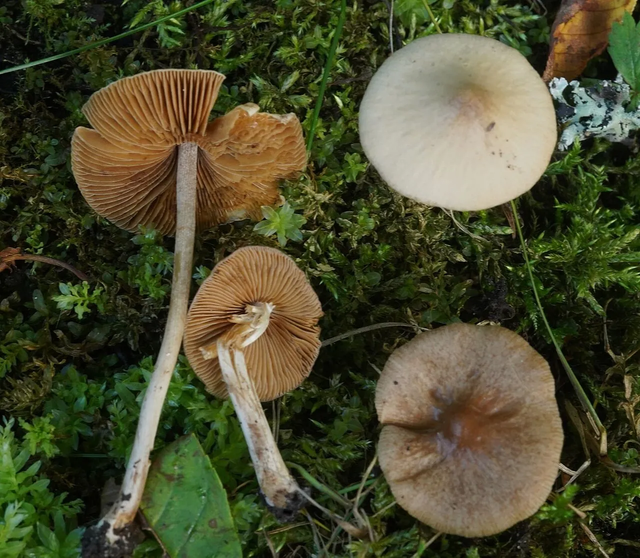 Conocybe macrocephala