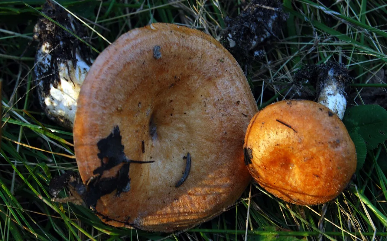 Lactarius zonarioides