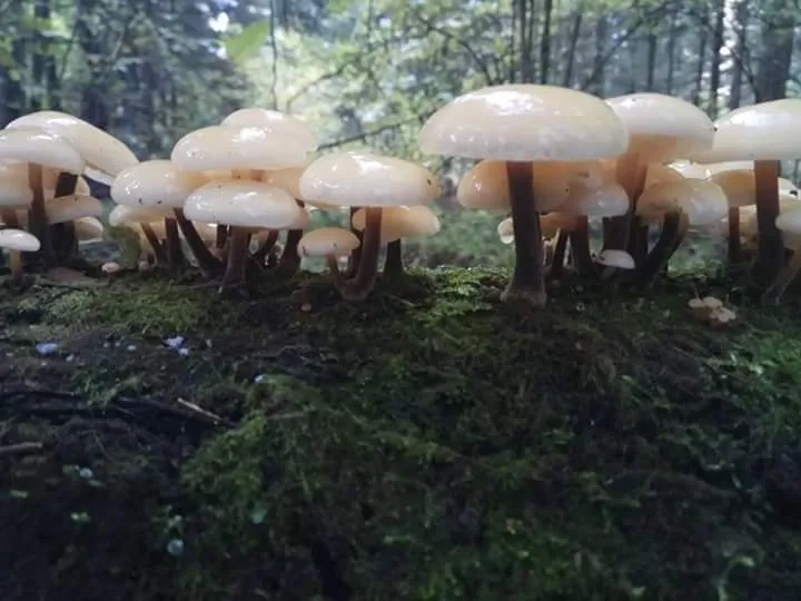 Płomiennica letnia