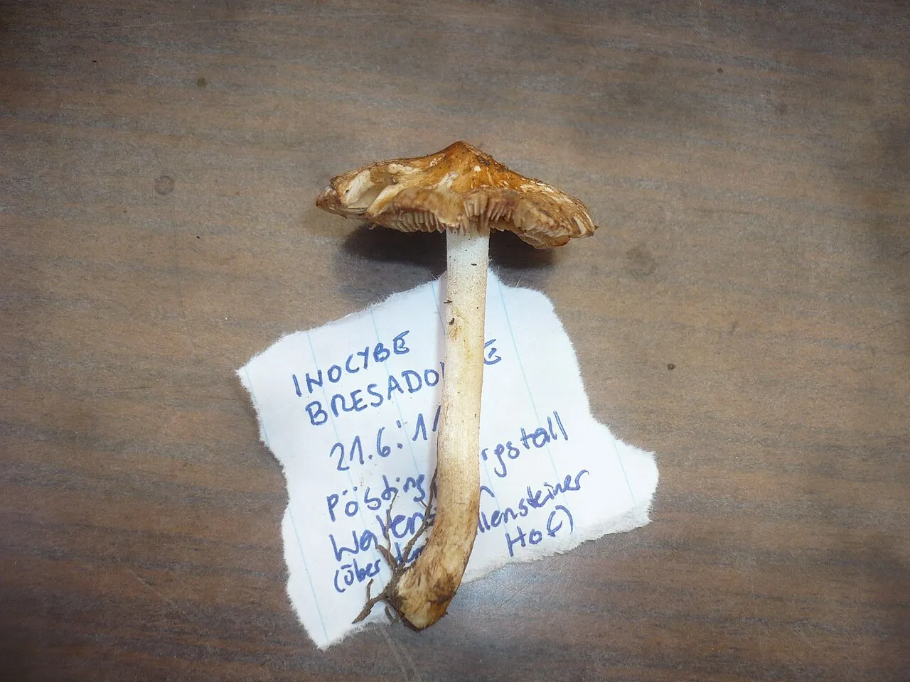 Strzępiak owocowy