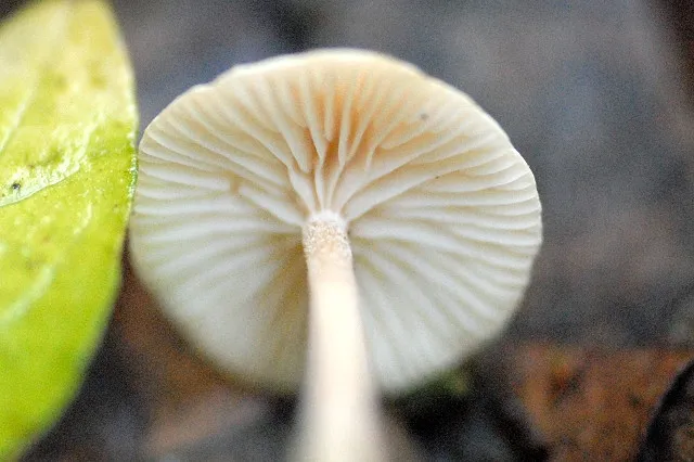 Białogrzybówka gipsowa