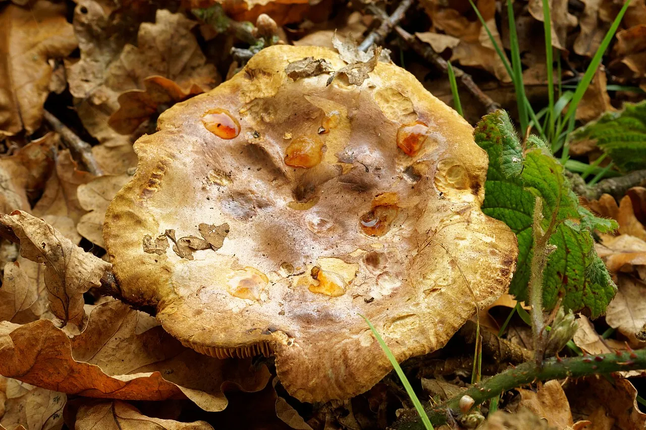 Paxillus ammoniavirescens