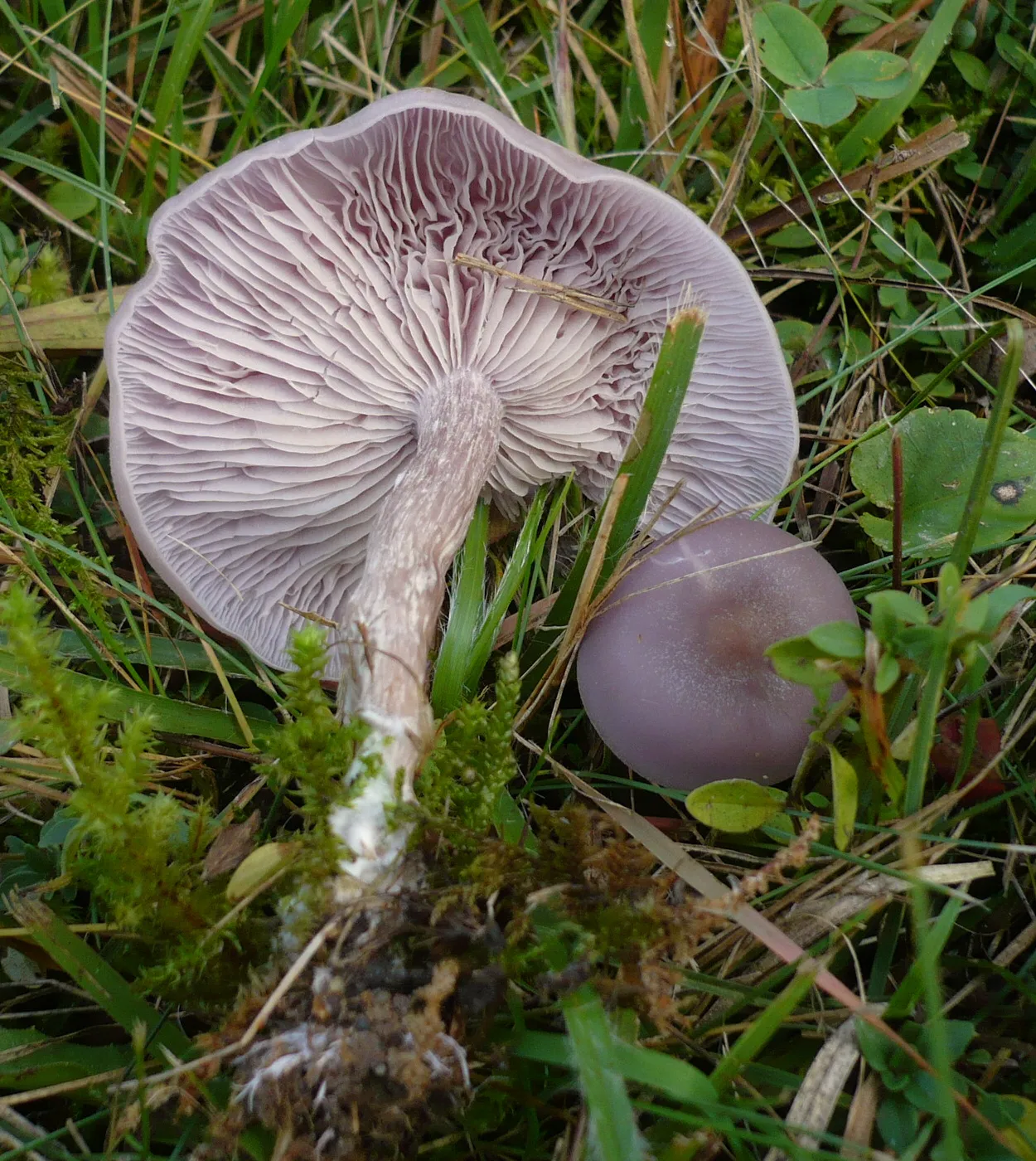 Gąsówka brudnofioletowa