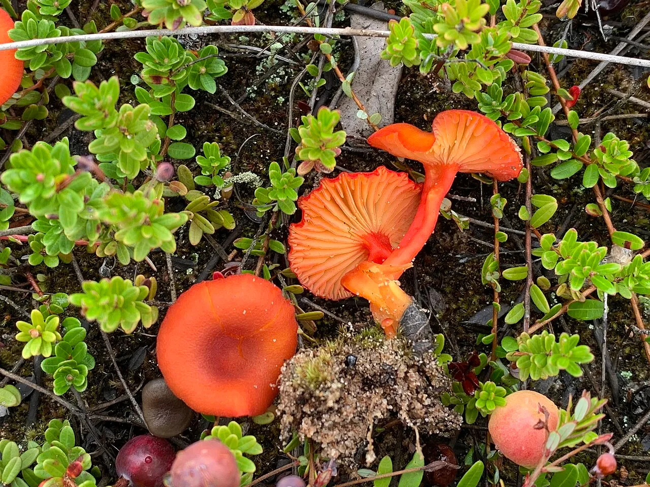 Wilgotnica piaskowa
