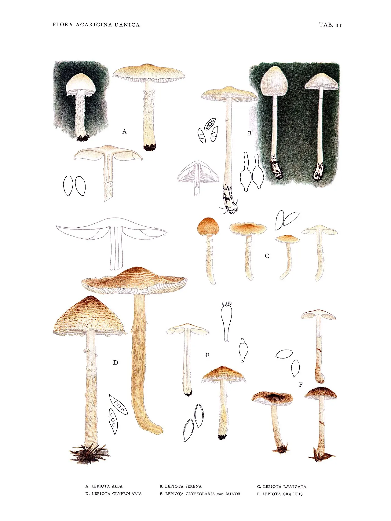 Lepiota subgracilis