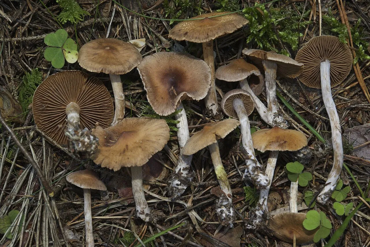 Cortinarius comptulus