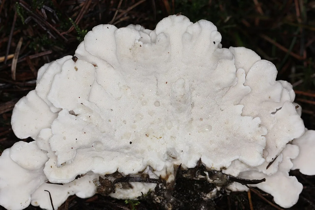 Spongiporus floriformis
