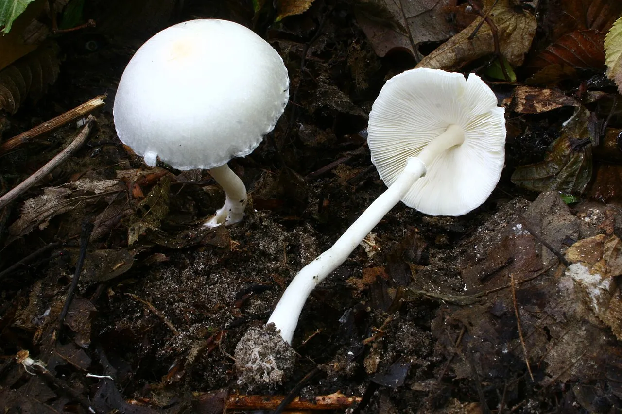 Leucoagaricus sericifer
