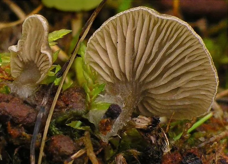Arrhenia acerosa