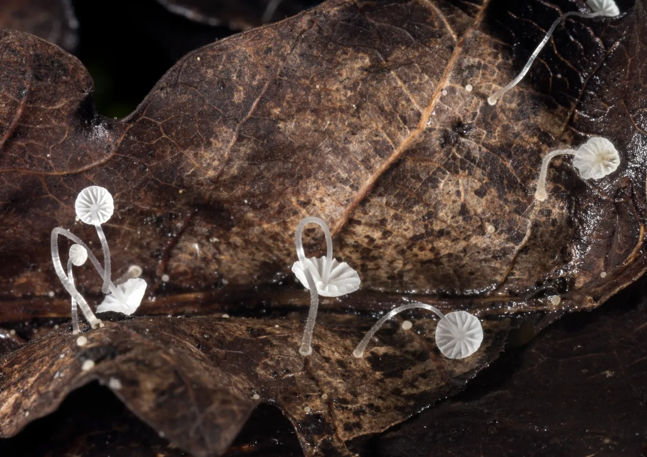 Mycena mucor
