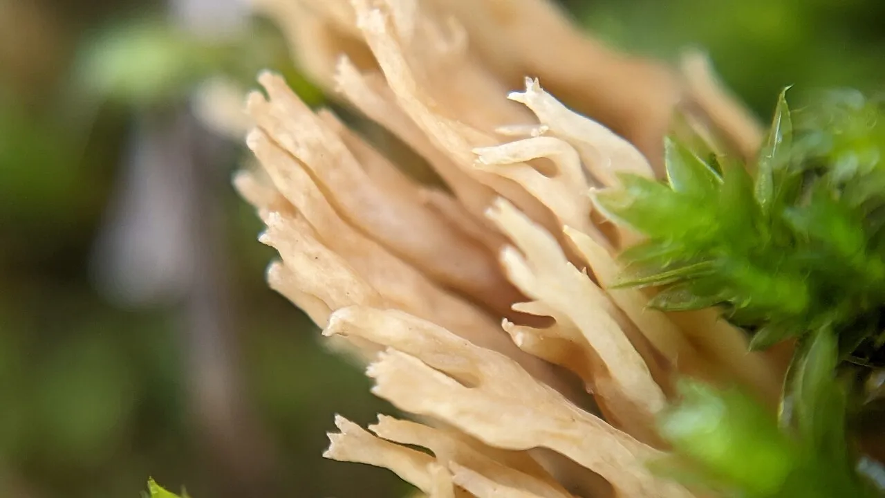 Phaeoclavulina roellinii