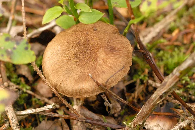 Inosperma cervicolor