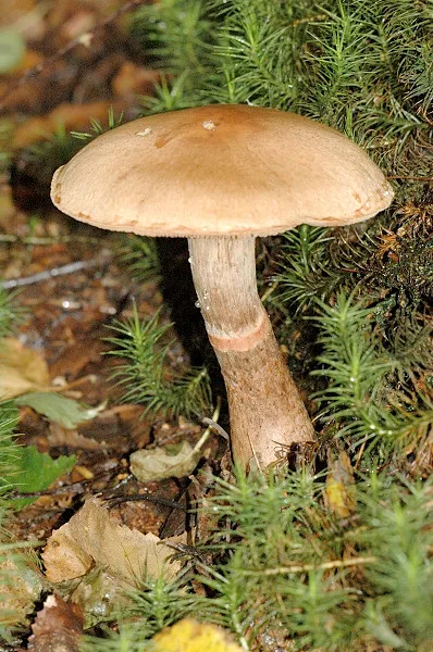 Zasłonak rdzawobrązowy