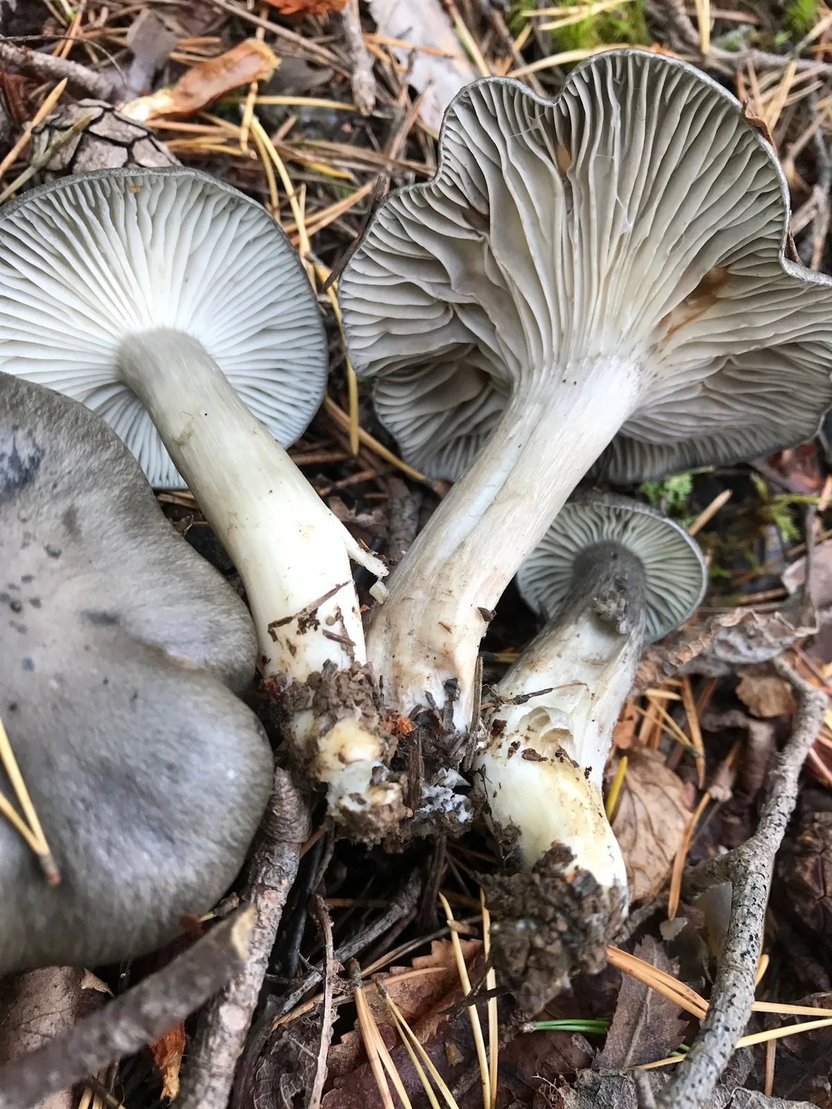 Hygrophorus atramentosus
