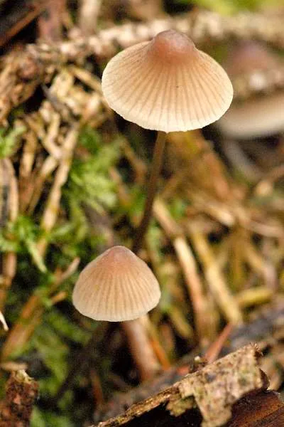 Mycena flavescens