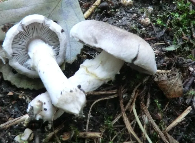 gąska wierzbowa