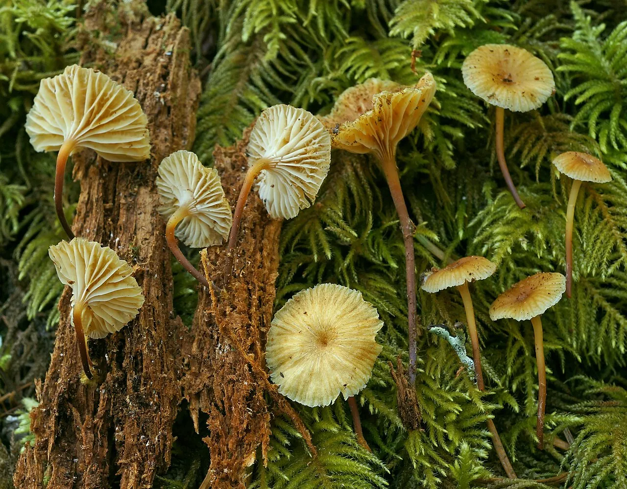 Xeromphalina cornui