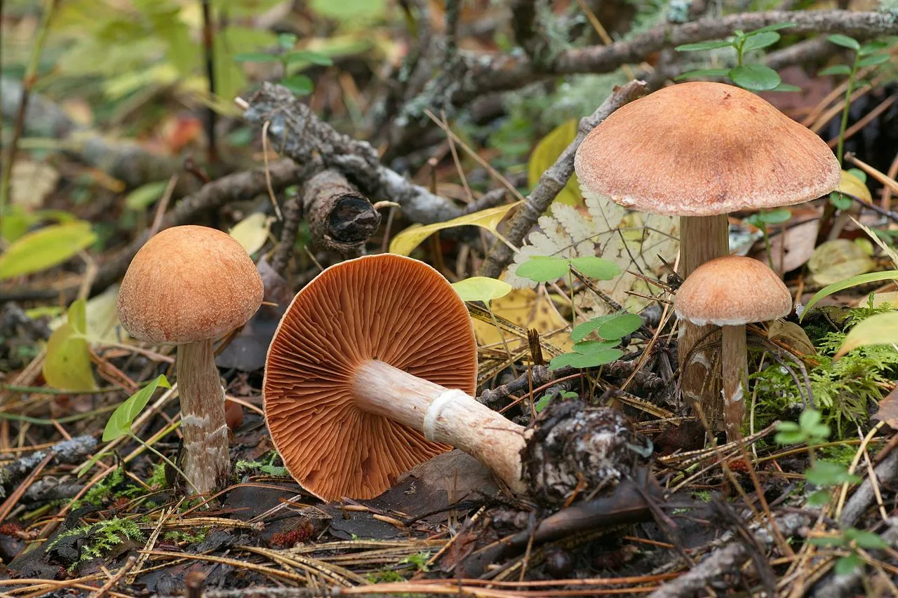 Zasłonak wełnisty