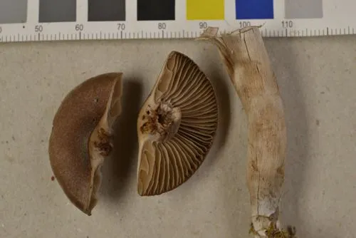 Cortinarius depressus