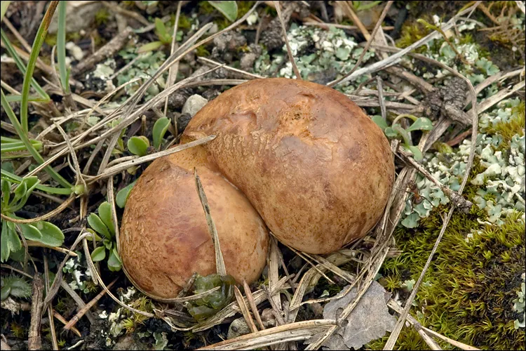 piestrówka żółtawa