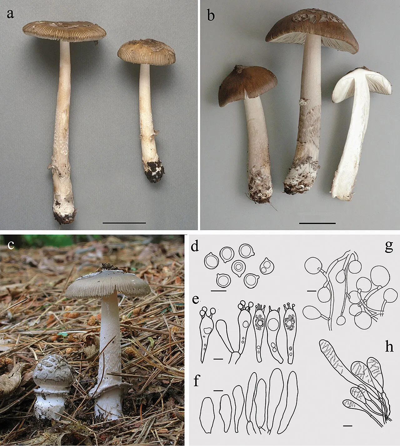 Amanita rhacopus