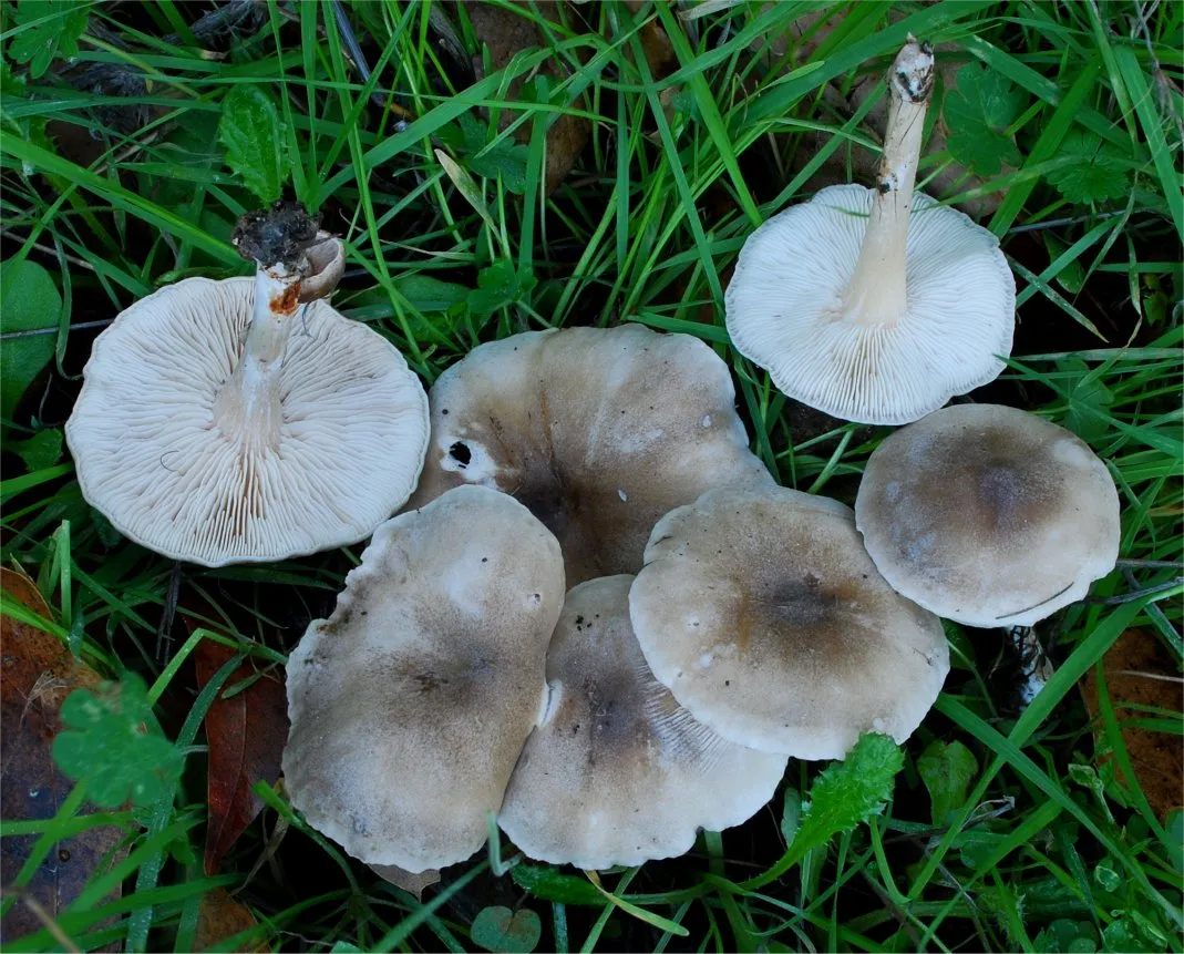 Ciemnobiałka jasnoszara