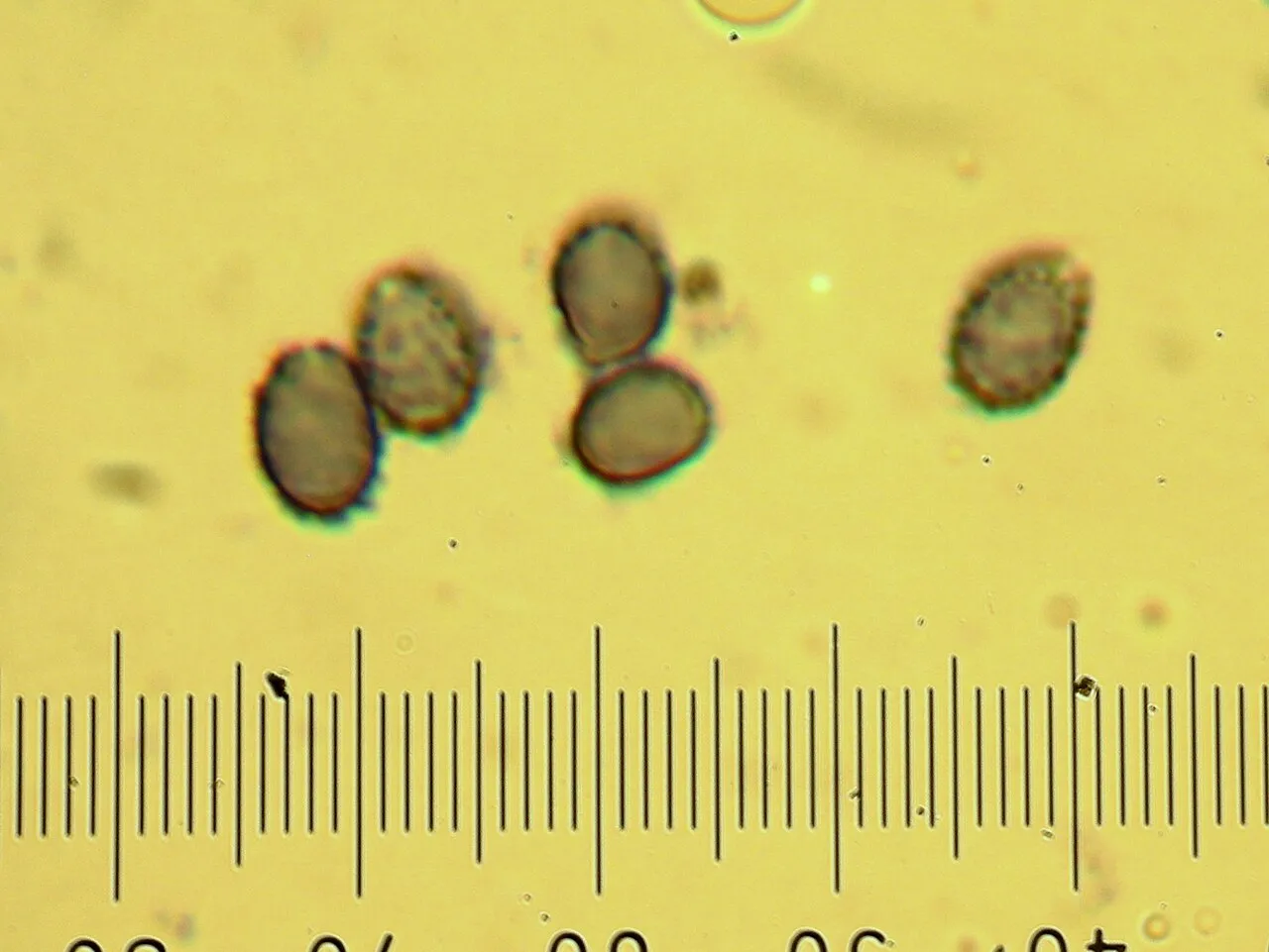 Leucopaxillus albissimus