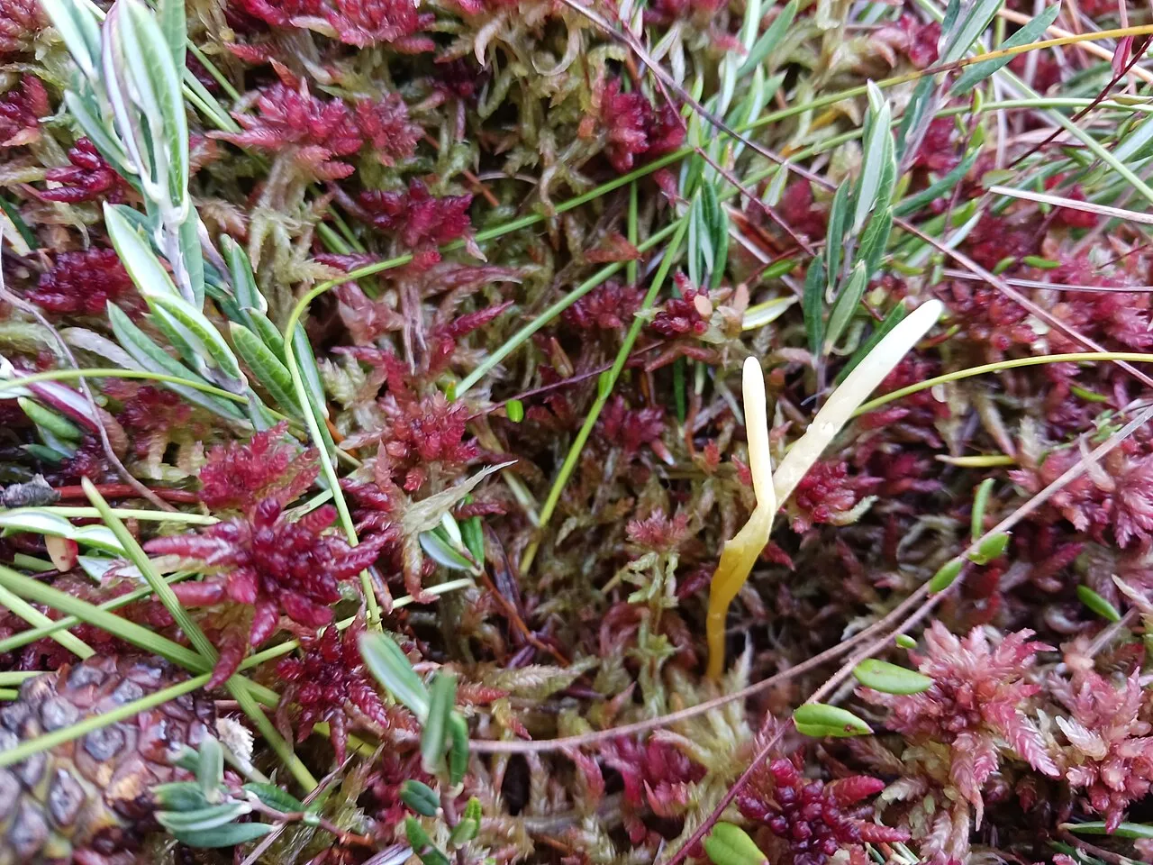 Clavaria sphagnicola